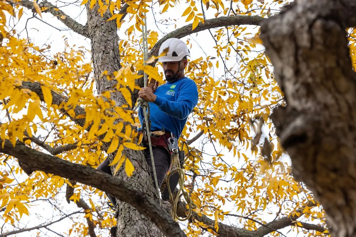 Skilled Tree Transplanting crew working in Cadott